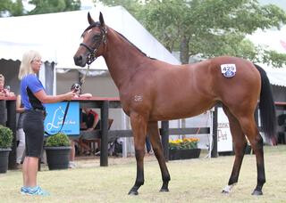 Lyndhurst Farm's Fastnet Rock filly sold for $800,000 in 2015.